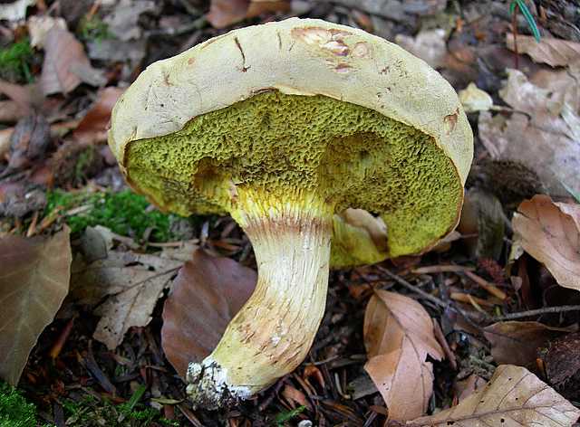 2005 :  Un anno di funghi
